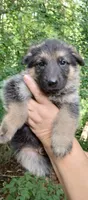 Boy 2, a male German Shepherd Dog for sale in Anderson, SC – 3 of 5