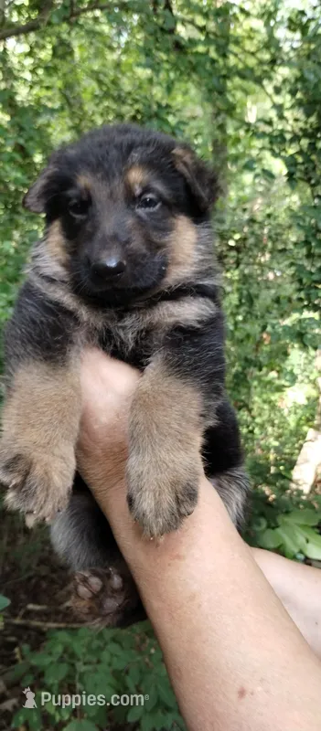 Boy 3 – German Shepherd Dog puppy for sale in Anderson, SC
