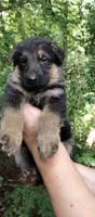 Boy 3, a male German Shepherd Dog for sale in Anderson, SC – 1 of 5