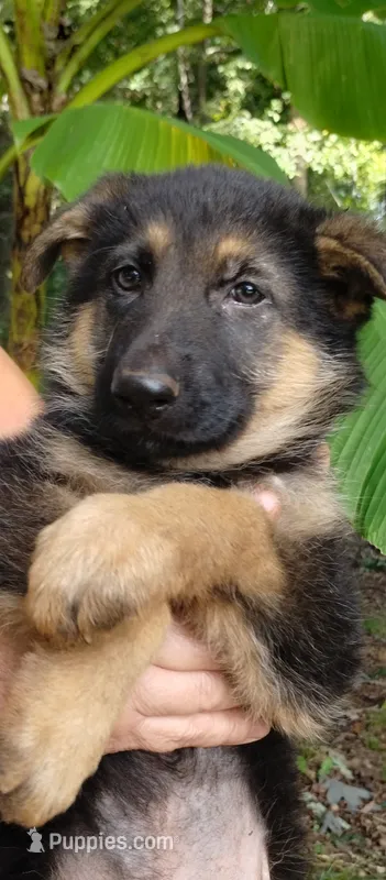 Boy  – German Shepherd Dog puppy for sale in Anderson, SC