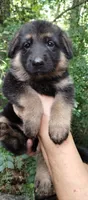Girl 2, a female German Shepherd Dog for sale in Anderson, SC – 2 of 5