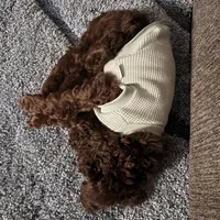 Theo, a male Goldendoodle for sale in Spanaway, WA – Photo 3 of 6