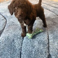 Theo, a male Goldendoodle for sale in Spanaway, WA – Photo 6 of 6