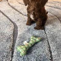 Theo, a male Goldendoodle for sale in Spanaway, WA – Photo 5 of 6