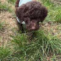 Theo, a male Goldendoodle for sale in Spanaway, WA – Photo 2 of 6