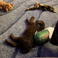 Theo, a male Goldendoodle for sale in Spanaway, WA – Photo 4 of 6