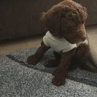 Theo, a male Goldendoodle for sale in Spanaway, WA – Photo 1 of 6