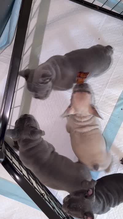 French bulldog, a male French Bulldog for sale in Coconut Creek, FL – 2 of 2
