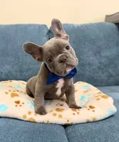 French Bulldog , a male French Bulldog for sale in Coconut Creek, FL – 1 of 2