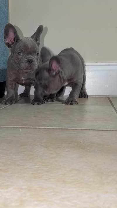 French Bulldog , a male French Bulldog for sale in Coconut Creek, FL – 2 of 2