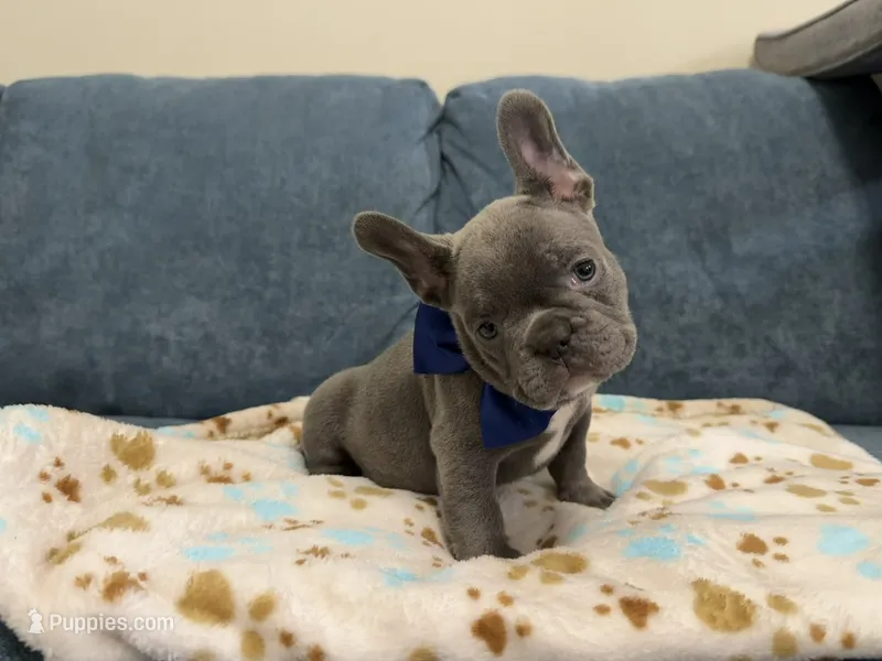 French bulldog – French Bulldog puppy for sale in Coconut Creek, FL