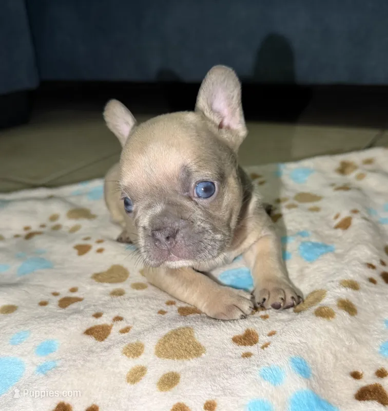 French bulldog – French Bulldog puppy for sale in Coconut Creek, FL
