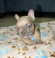French bulldog, a male French Bulldog for sale in Coconut Creek, FL – Photo 1 of 3