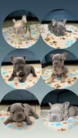 French bulldog, a male French Bulldog for sale in Coconut Creek, FL – Photo 3 of 3