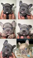 Bulldogs francés, a male French Bulldog for sale in Coconut Creek, FL – 2 of 2
