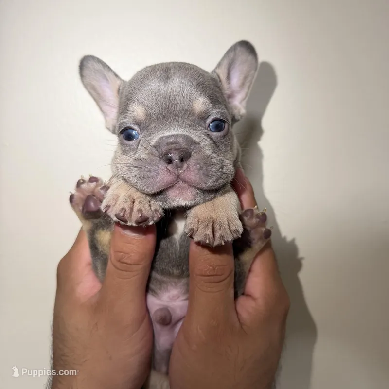 Bulldogs francés – French Bulldog puppy for sale in Coconut Creek, FL
