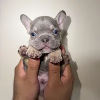 Bulldogs francés, a male French Bulldog for sale in Coconut Creek, FL – 1 of 2