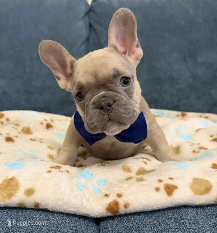 Bulldogs francés – French Bulldog puppy for sale in Coconut Creek, FL
