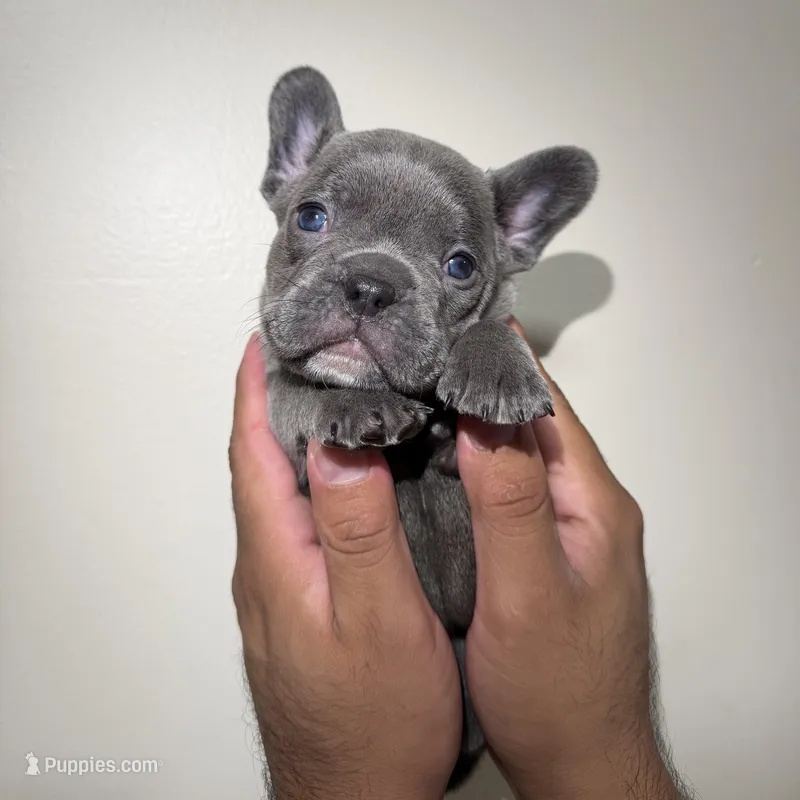 French bulldog – French Bulldog puppy for sale in Coconut Creek, FL