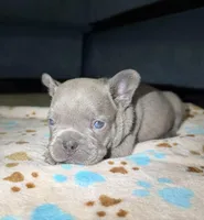 French bulldog, a female French Bulldog for sale in Coconut Creek, FL – Photo 2 of 3