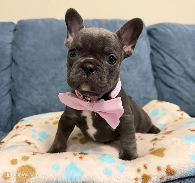 French bulldog – French Bulldog puppy for sale in Coconut Creek, FL