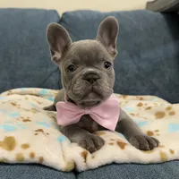 French bulldog, a female French Bulldog for sale in Coconut Creek, FL – 1 of 1
