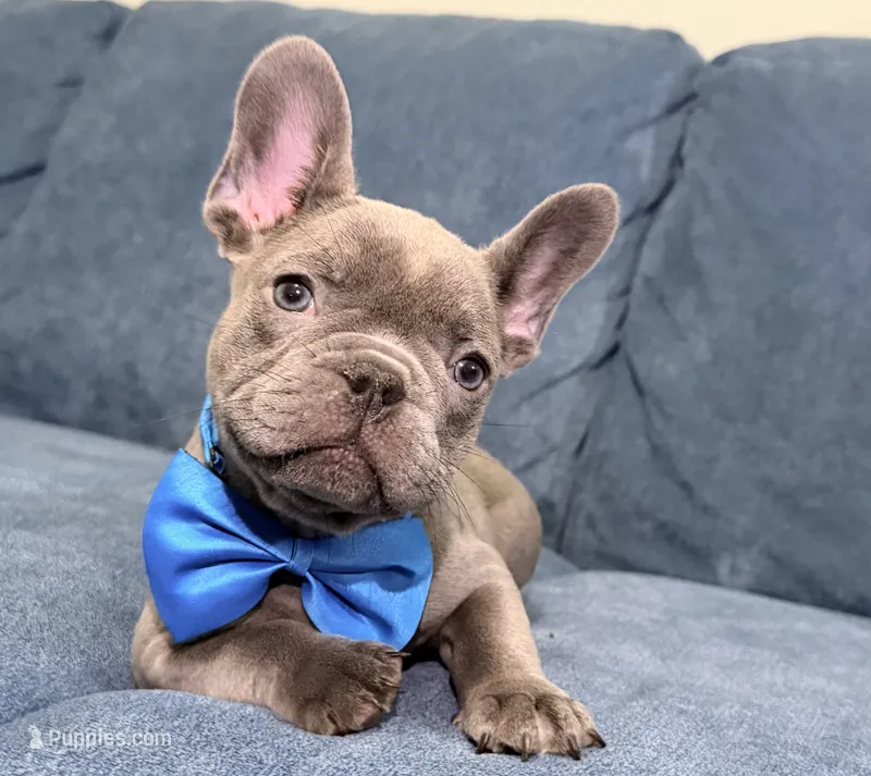French Bulldog  – French Bulldog puppy for sale in Coconut Creek, FL