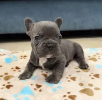 French bulldog, a female French Bulldog for sale in Coconut Creek, FL – Photo 2 of 3