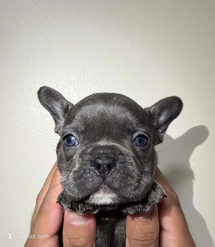 French bulldog – French Bulldog puppy for sale in Coconut Creek, FL