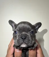 French bulldog, a female French Bulldog for sale in Coconut Creek, FL – Photo 1 of 3