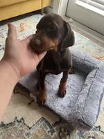 Shiva, a female Doberman Pinscher for sale in Houston, TX – Photo 3 of 5