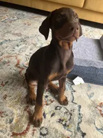 Shiva, a female Doberman Pinscher for sale in Houston, TX – Photo 2 of 5