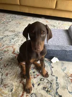 Shiva, a female Doberman Pinscher for sale in Houston, TX – Photo 5 of 5