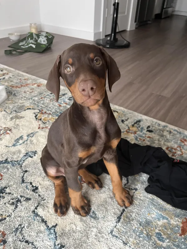 Shiva – Doberman Pinscher puppy for sale in Houston, TX