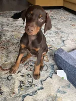 Shiva, a female Doberman Pinscher for sale in Houston, TX – Photo 4 of 5