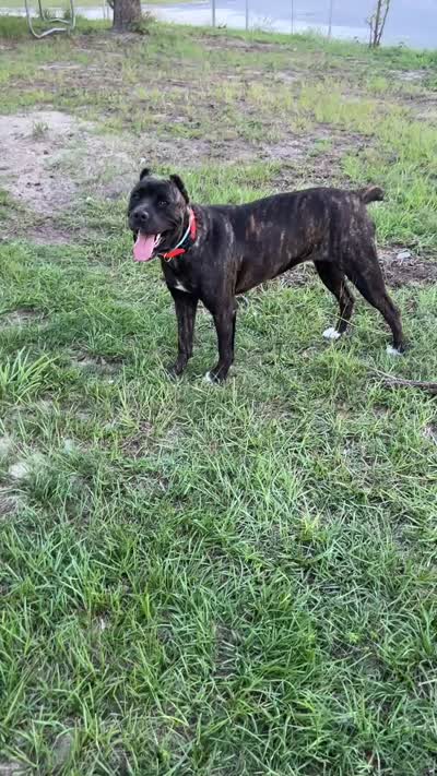 Sheba, a female Cane Corso for sale in Fayetteville, NC – 3 of 5