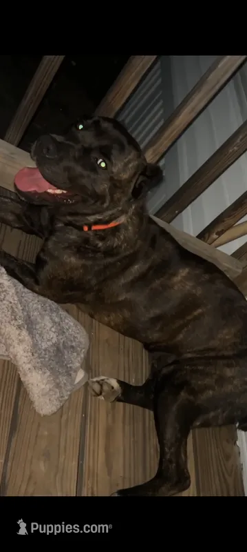 Sheba – Cane Corso puppy for sale in Fayetteville, NC