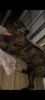 Sheba, a female Cane Corso for sale in Fayetteville, NC – 1 of 5