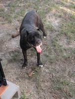 Sheba, a female Cane Corso for sale in Fayetteville, NC – 4 of 5