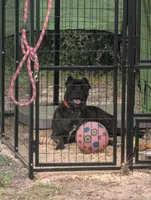 Sheba, a female Cane Corso for sale in Fayetteville, NC – 2 of 5