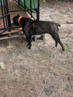Sheba, a female Cane Corso for sale in Fayetteville, NC – 5 of 5