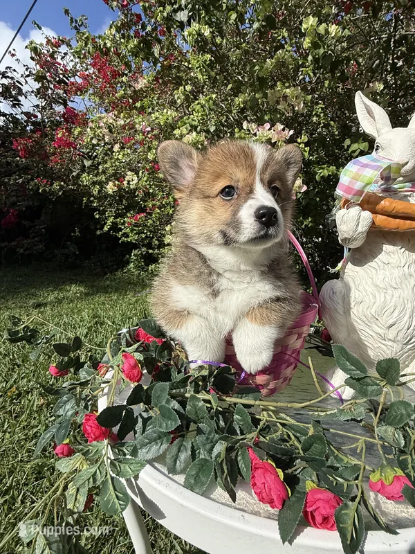 Olivia De Havilland – Pembroke Welsh Corgi puppy for sale in Delray Beach, FL