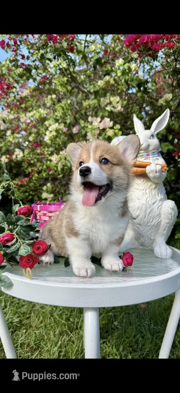 Sean Connery – Pembroke Welsh Corgi puppy for sale in Delray Beach, FL