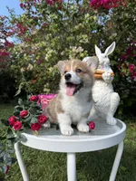 Katherine Hepburn (Kate), a female Pembroke Welsh Corgi for sale in Delray Beach, FL – Photo 1 of 10