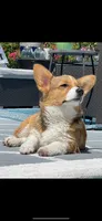 Katherine Hepburn (Kate), a female Pembroke Welsh Corgi for sale in Delray Beach, FL – Photo 5 of 10