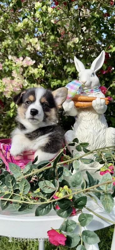 Vivian Leigh – Pembroke Welsh Corgi puppy for sale in Delray Beach, FL