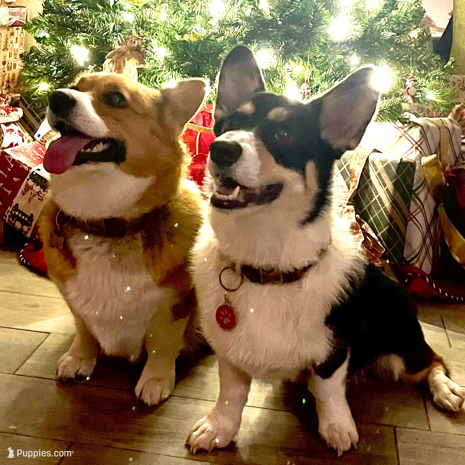 Vivian Leigh, a female Pembroke Welsh Corgi for sale in Delray Beach, FL – Photo 2 of 8