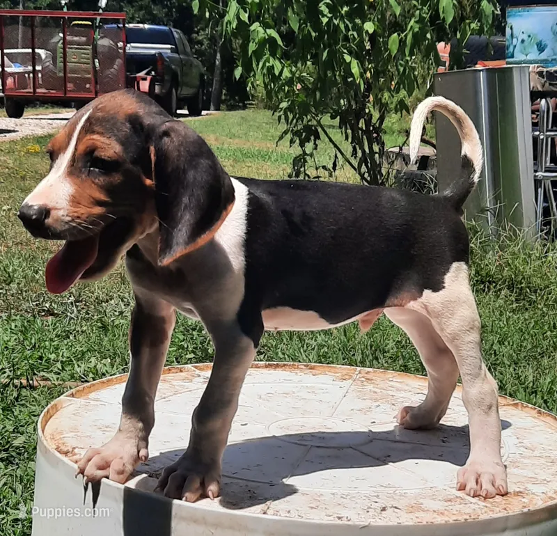 Puppy 2 – Treeing Walker Coonhound puppy for sale in Somerville, TN