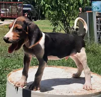 Puppy 2, a male Treeing Walker Coonhound for sale in Somerville, TN – 1 of 1