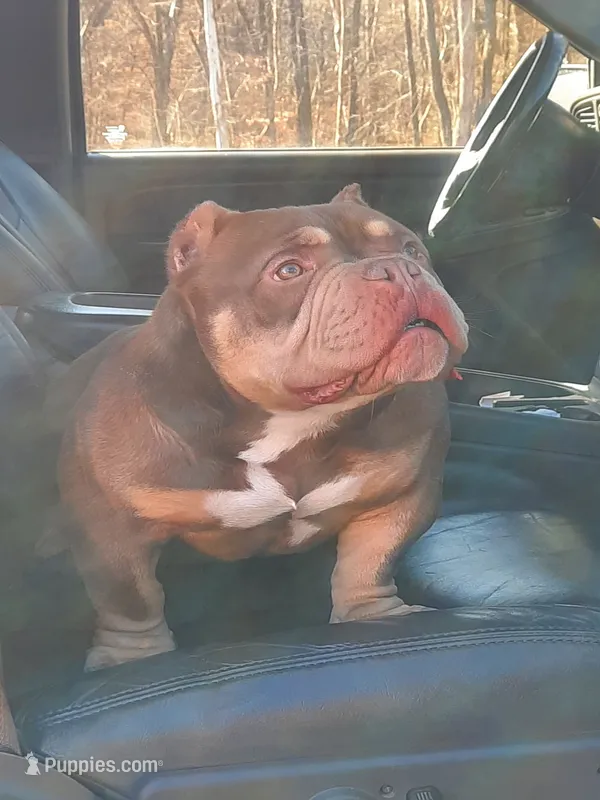 Deacon – American Bully puppy for sale in Somerville, TN